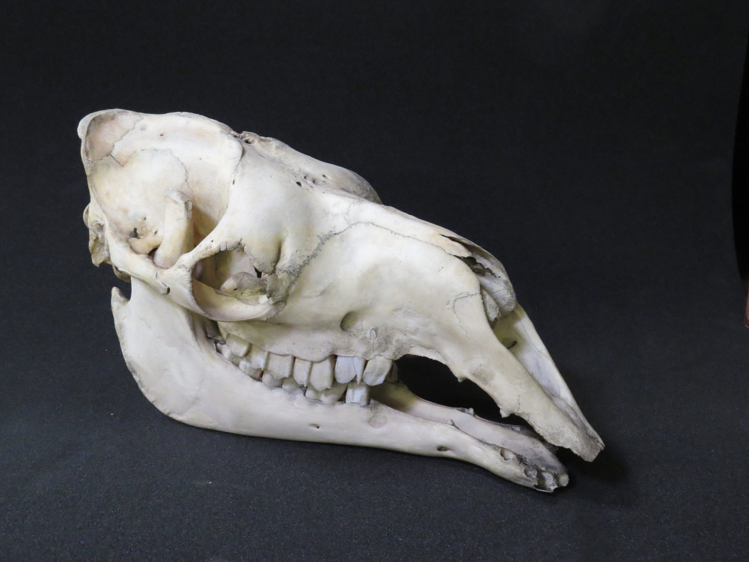 Camel skeleton