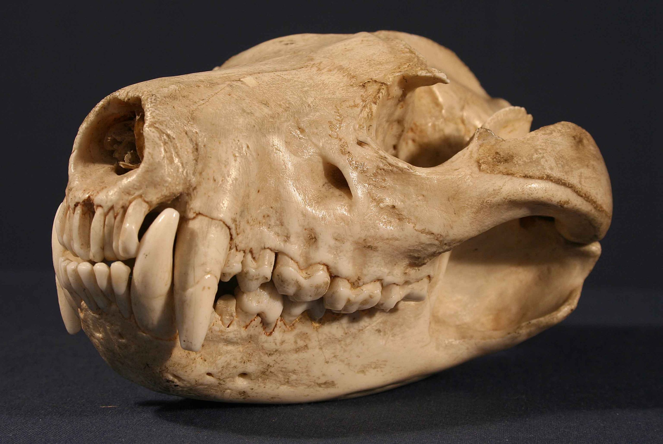Tasmanian devil (1860)