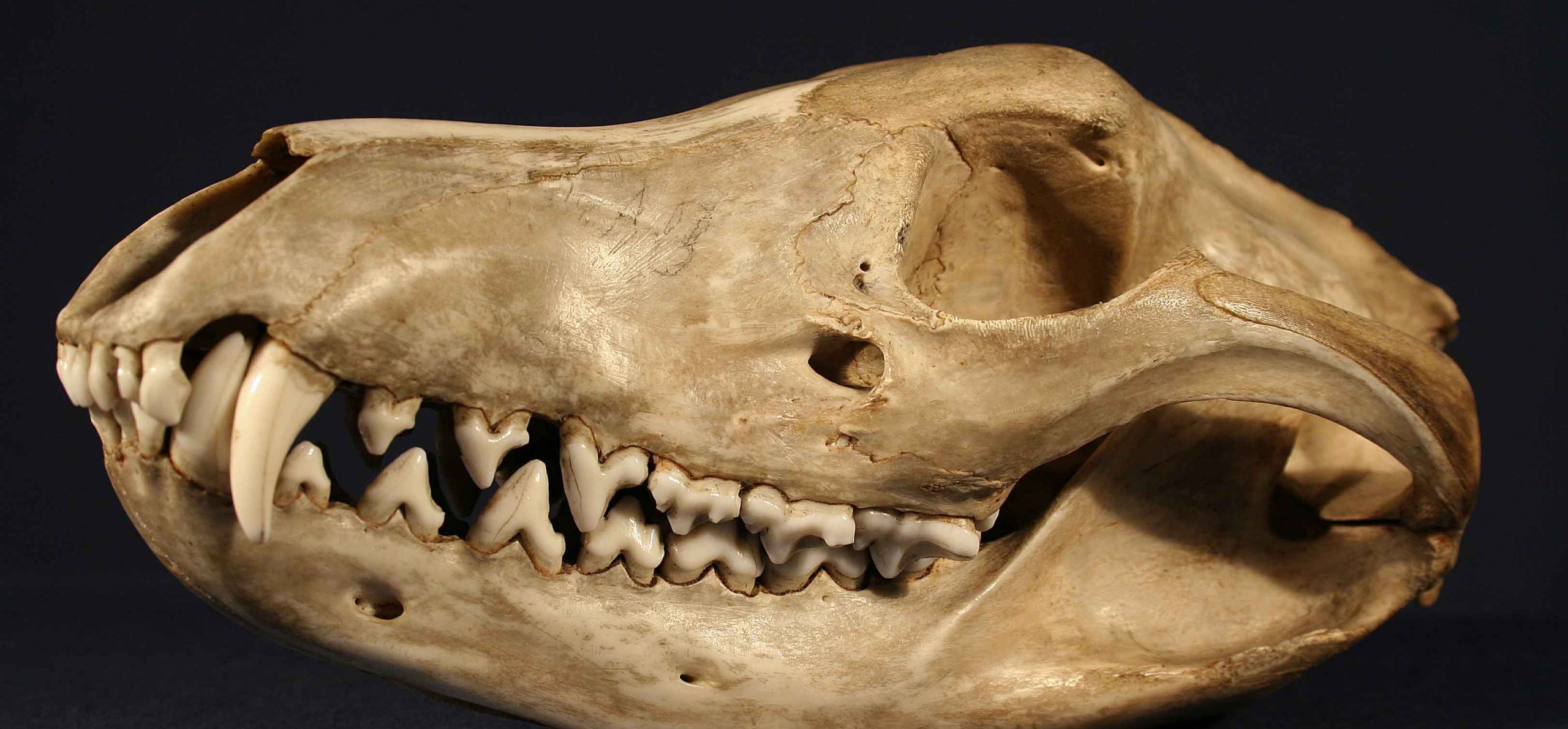 Thylacine (2764)