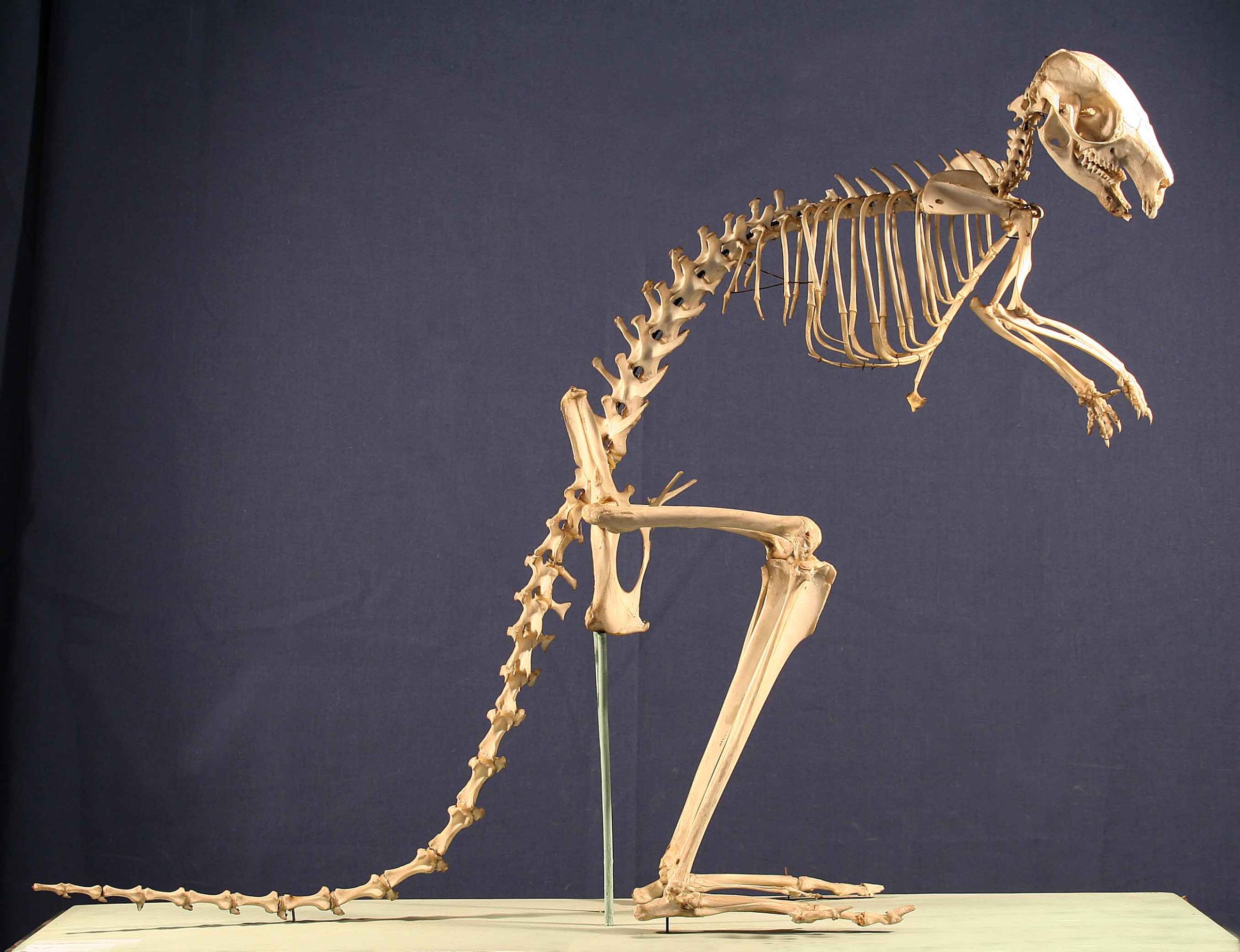Wallaby (345)