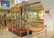 Skeleton of the same elephant in more modern looking and larger display cases than previous image.