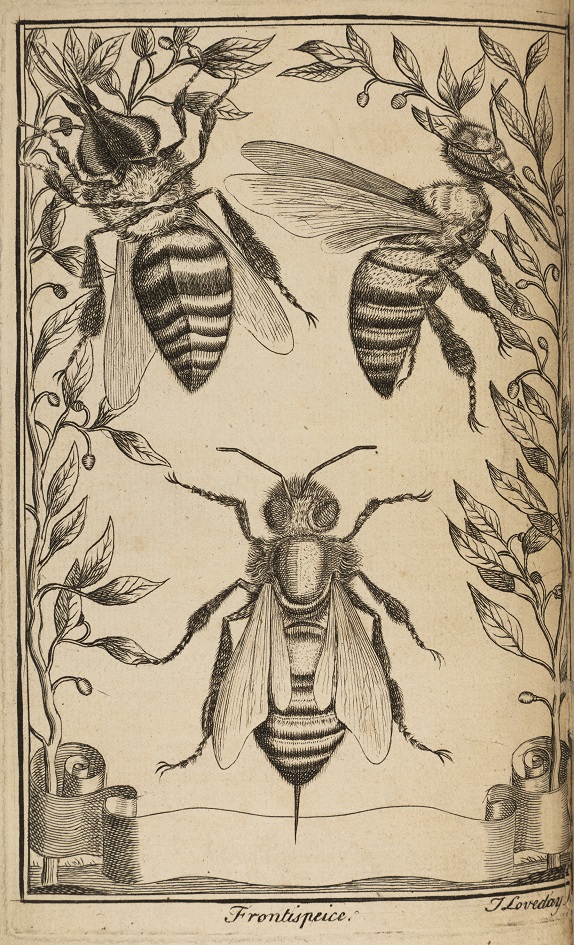 The Domestication of the Beehive
